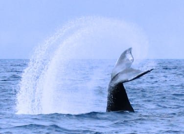 Observation baleines a Samana